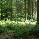 Berneria
