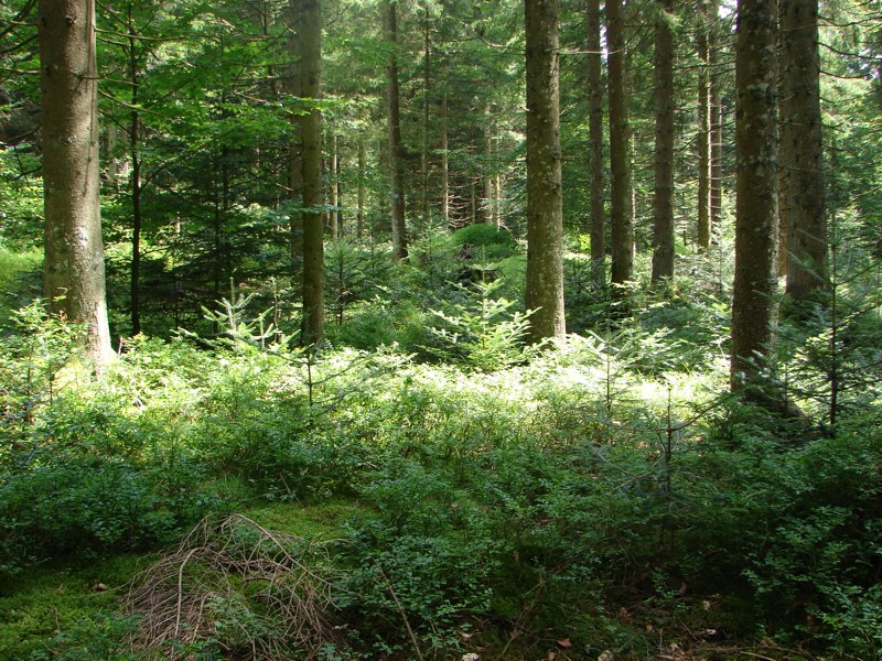 Berneria