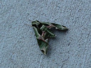 The Moth by H. G. Wells