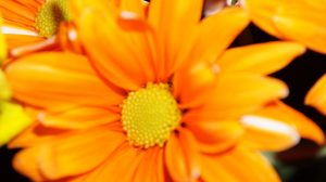 Poem: A Note About Chi Chi Poetry