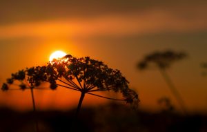 Poem: Chirp by Hiram Larew Poetry