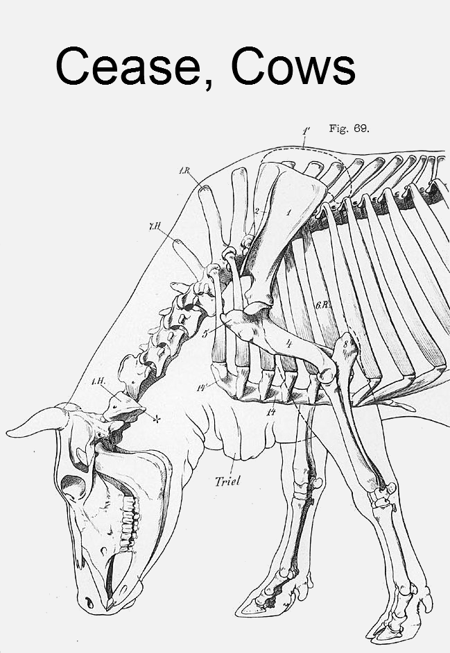 Cow_anatomy_musculatureCropWhiteSpace