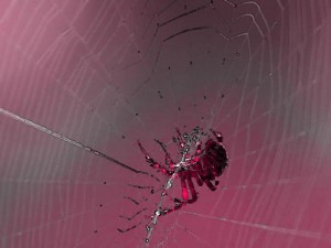 Upon A Spider Catching A Fly by Edward Taylor