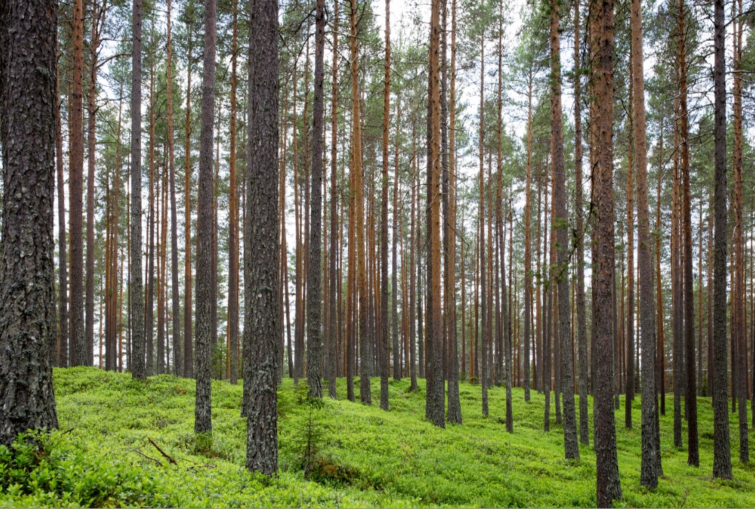 trees33