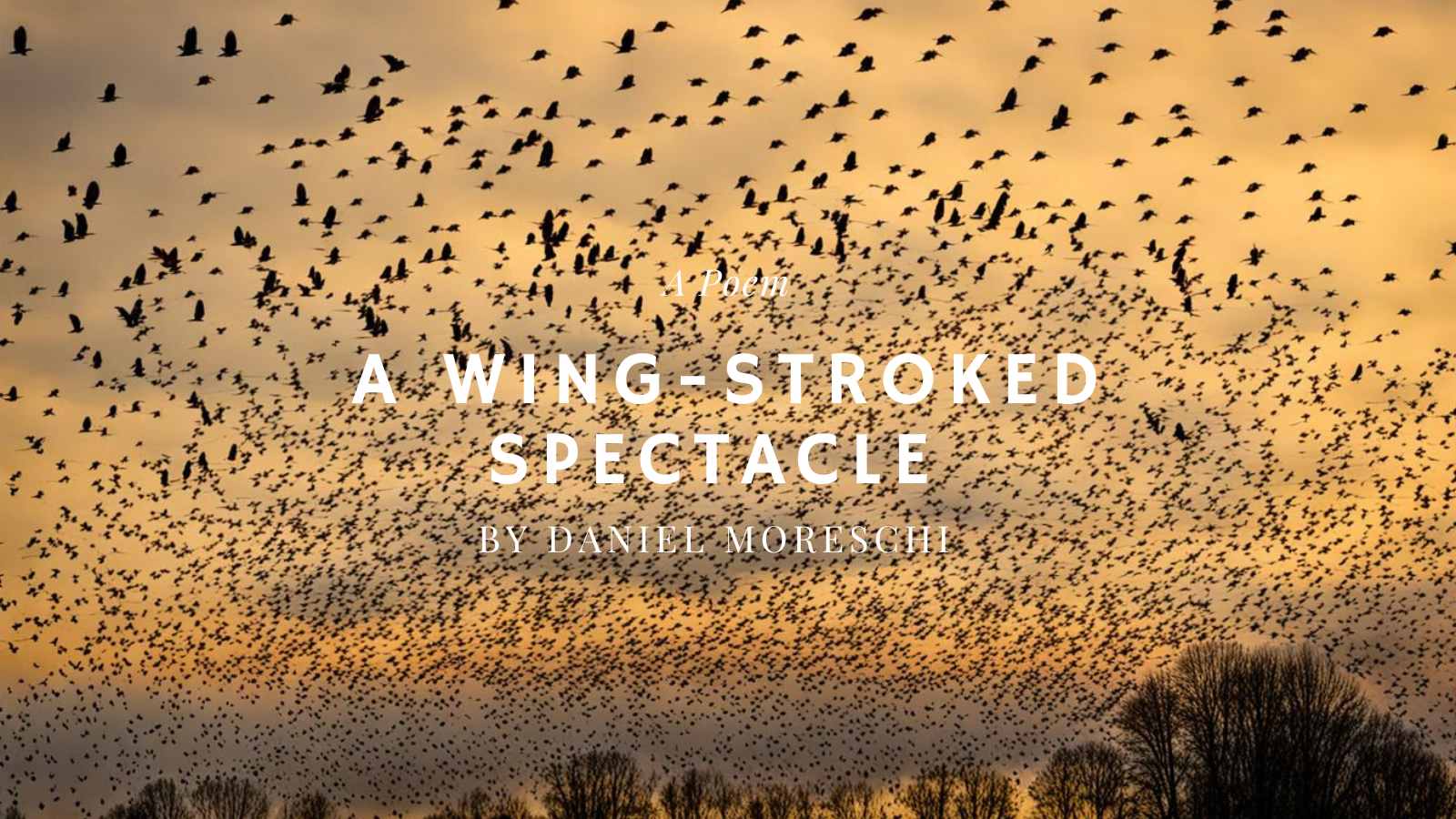A Wing-stroked Spectacle by Daniel Moreschi
