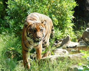 The Lady or the Tiger by Frank R. Stockton