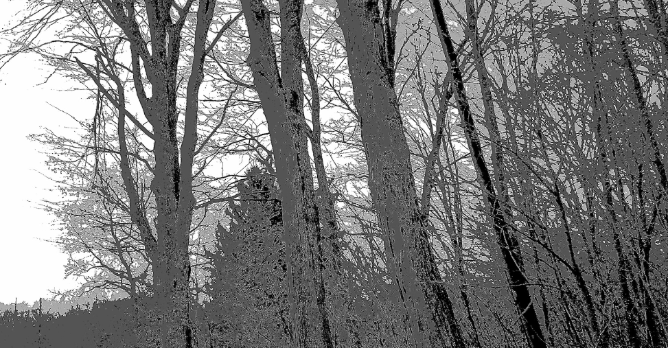 trees