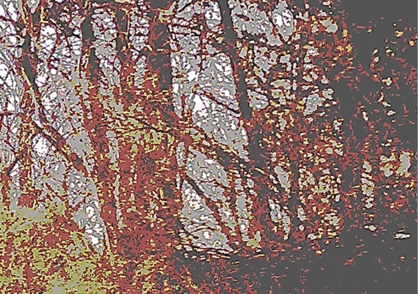 woods